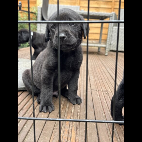 Labrador Retriever - Both