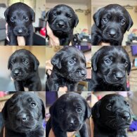 Labrador Retriever - Both