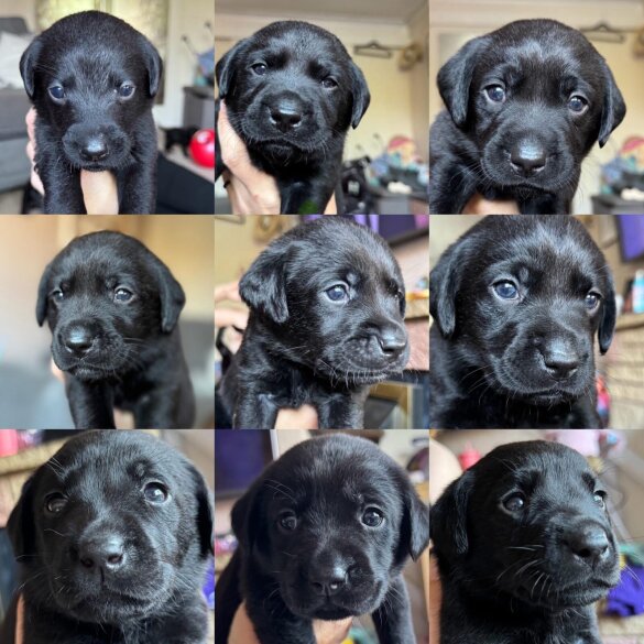 Labrador Retriever - Both