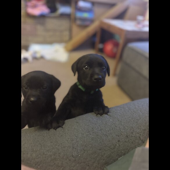 Labrador Retriever - Both