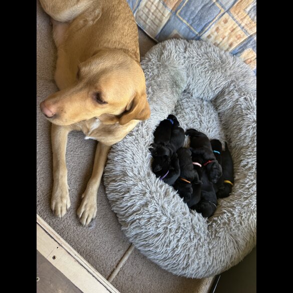 Labrador Retriever - Both
