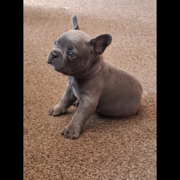 French Bulldog - Both