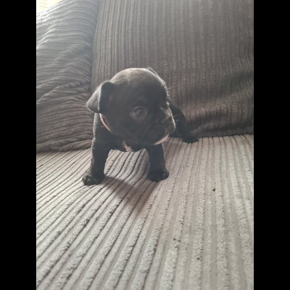 French Bulldog - Both