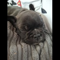 French Bulldog - Both