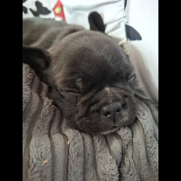 French Bulldog - Both