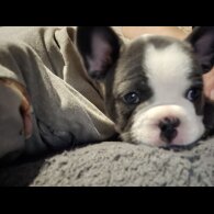 French Bulldog - Both