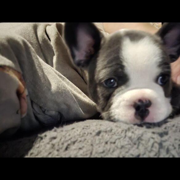 French Bulldog - Both