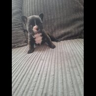 French Bulldog - Both