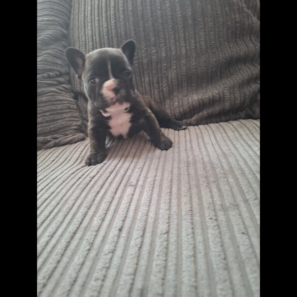 French Bulldog - Both