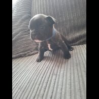 French Bulldog - Both