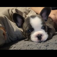French Bulldog - Both