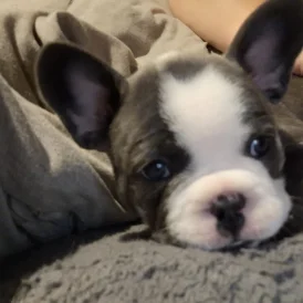 French Bulldog - Both