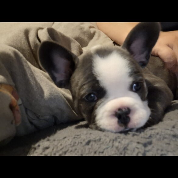 French Bulldog - Both