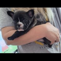 French Bulldog - Both