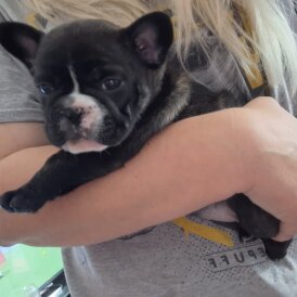 French Bulldog - Both