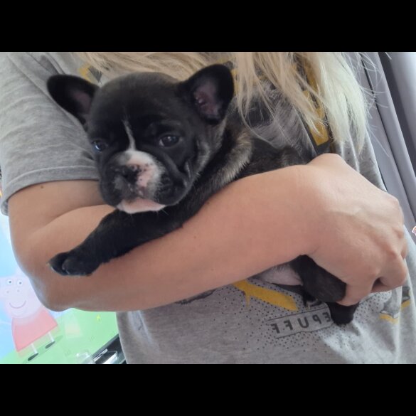 French Bulldog - Both