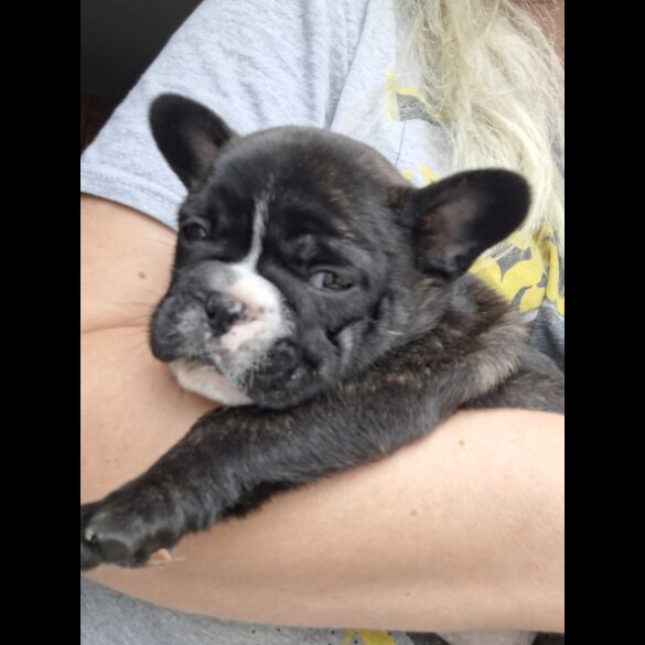 French Bulldog - Both