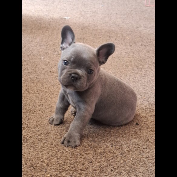 French Bulldog - Both