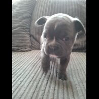 French Bulldog - Both