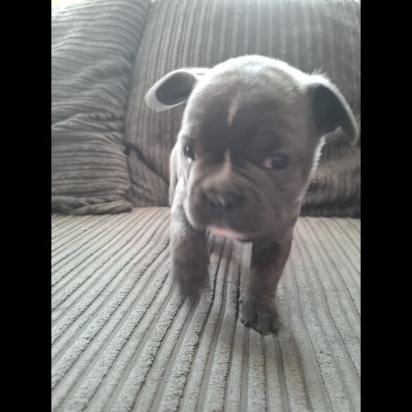 French Bulldog - Both