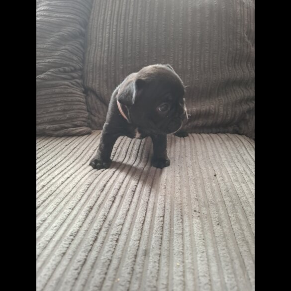 French Bulldog - Both