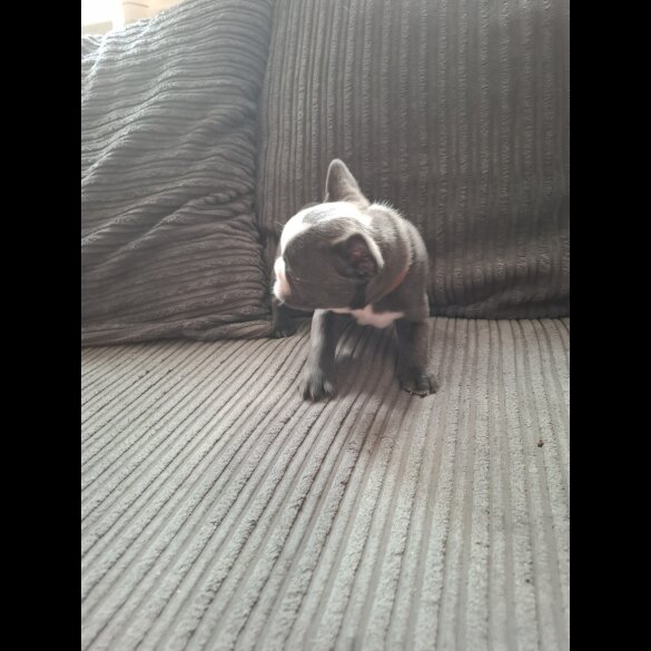 French Bulldog - Both