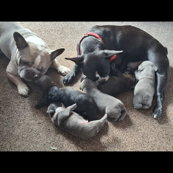 French Bulldog - Both