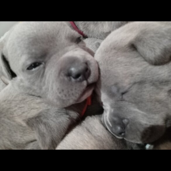 Staffordshire Bull Terrier - Dogs