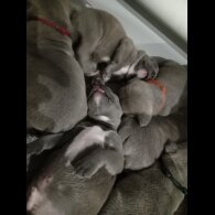 Staffordshire Bull Terrier - Dogs