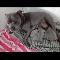 Staffordshire Bull Terrier - Dogs