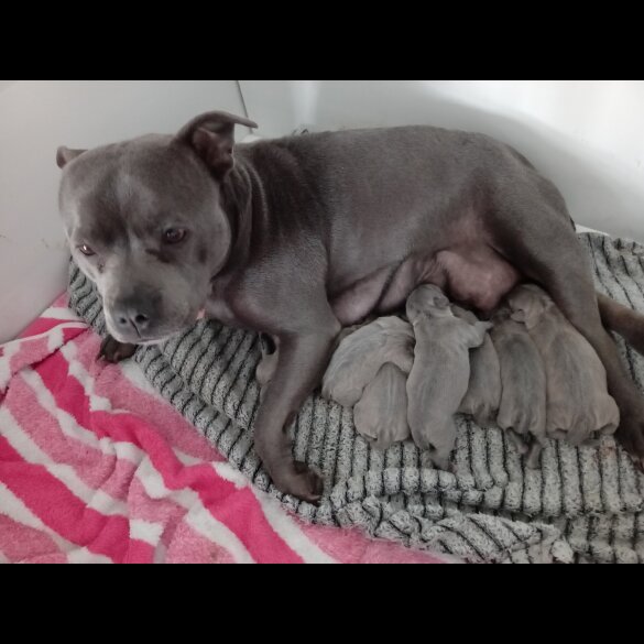 Staffordshire Bull Terrier - Dogs