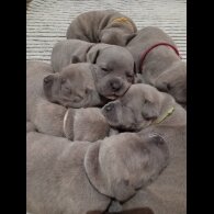 Staffordshire Bull Terrier - Dogs