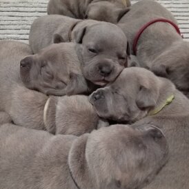 Staffordshire Bull Terrier - Dogs