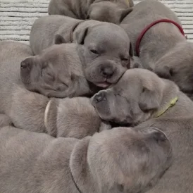 Staffordshire Bull Terrier - Dogs