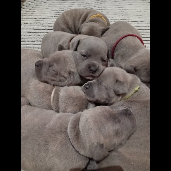 Staffordshire Bull Terrier - Dogs