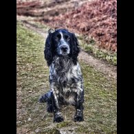 Cocker Spaniel (Working &amp; Show)