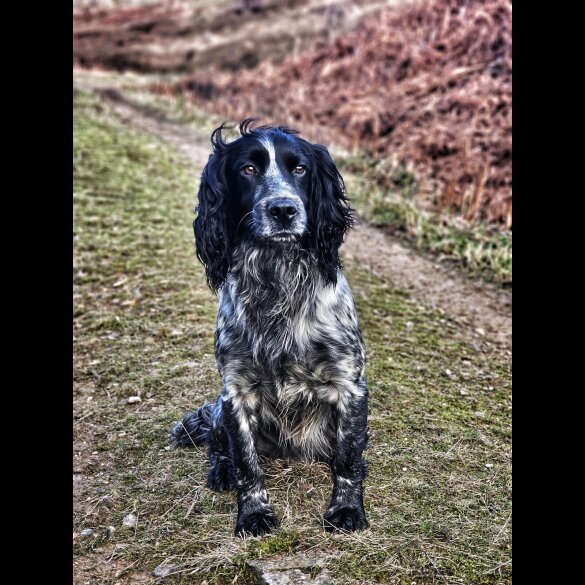Cocker Spaniel (Working &amp; Show)