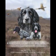 Cocker Spaniel (Working &amp; Show)