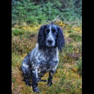 Cocker Spaniel (Working &amp; Show)