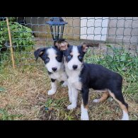 Border Collie - Both