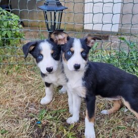 Border Collie - Both