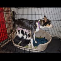 Border Collie - Both