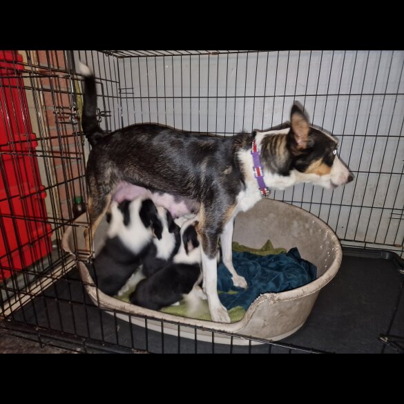 Border Collie - Both