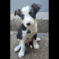 Border Collie - Both
