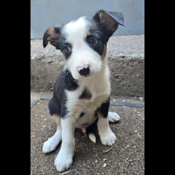 Border Collie - Both