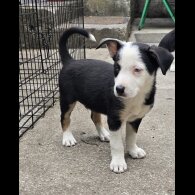 Border Collie - Both