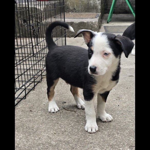 Border Collie - Both