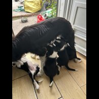 Border Collie - Both