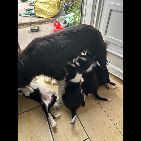 Border Collie - Both