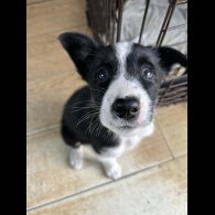 Border Collie - Both